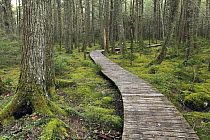 Canadian Hemlock (Tsuga canadensis) grove with boardwalk, Kejimkujik National Park, Nova Scotia, Canada