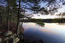 Forest along lake shore at sunset, Kejimkujik National Park, Nova Scotia, Canada