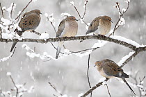 Mourning Dove (Zenaida macroura) group in winter, Nova Scotia, Canada