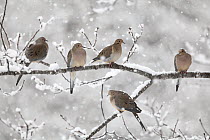 Mourning Dove (Zenaida macroura) group in winter, Nova Scotia, Canada