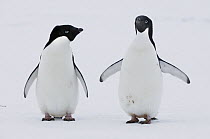 Adelie Penguin (Pygoscelis adeliae) pair, Prydz Bay, eastern Antarctica