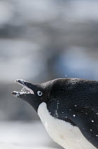 Adelie Penguin (Pygoscelis adeliae) eating snow to keep cool, Prydz Bay, eastern Antarctica