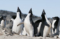 Adelie Penguin (Pygoscelis adeliae) males displaying to claim nest sites, Prydz Bay, eastern Antarctica