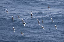 Antarctic Petrel (Thalassoica antarctica) flock flying, Southern Ocean, eastern Antarctica