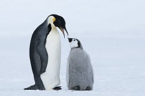 Emperor Penguin (Aptenodytes forsteri) regurgitating food for chick, Prydz Bay, eastern Antarctica