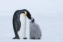 Emperor Penguin (Aptenodytes forsteri) regurgitating food for chick, Prydz Bay, eastern Antarctica