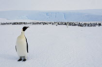 Emperor Penguin (Aptenodytes forsteri) near colony, Prydz Bay, eastern Antarctica