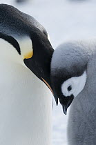 Emperor Penguin (Aptenodytes forsteri) nuzzling chick, Prydz Bay, eastern Antarctica