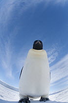 Emperor Penguin (Aptenodytes forsteri), Prydz Bay, eastern Antarctica