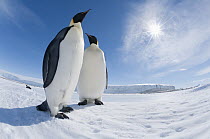 Emperor Penguin (Aptenodytes forsteri) pair, Prydz Bay, eastern Antarctica