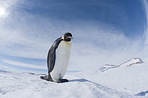 Emperor Penguin (Aptenodytes forsteri), Prydz Bay, eastern Antarctica