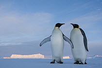 Emperor Penguin (Aptenodytes forsteri) pair courting, Prydz Bay, eastern Antarctica