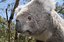 Koala (Phastolarctos cinereus), Victoria, Australia