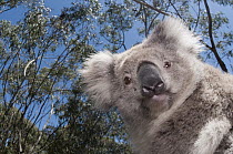 Koala (Phastolarctos cinereus) in Gum Tree (Eucalyptus sp) forest, Victoria, Australia
