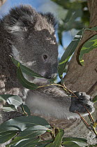 Koala (Phastolarctos cinereus) feeding on Gum Tree (Eucalyptus sp) leaves, Victoria, Australia