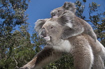 Koala (Phastolarctos cinereus) mother carrying young in Gum Tree (Eucalyptus sp) forest, Victoria, Australia