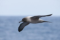 Light-mantled Albatross (Phoebetria palpebrata) flying, Southern Ocean, Antarctica