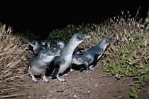 Little Blue Penguin (Eudyptula minor) group heading towards nesting burrows on well worn path, Victoria, Australia