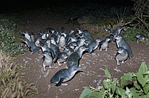 Little Blue Penguin (Eudyptula minor) group heading towards nesting burrows on well worn pathways, Victoria, Australia