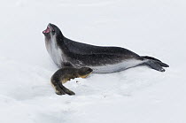 Ross Seal (Ommatophoca rossii) mother displaying with young pup on pack ice, Southern Ocean, eastern Antarctica