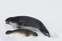 Ross Seal (Ommatophoca rossii) mother with young pup on pack ice, Southern Ocean, eastern Antarctica