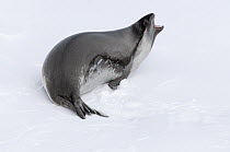 Ross Seal (Ommatophoca rossii) female in defensive posture, Southern Ocean, eastern Antarctica