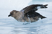 South Polar Skua (Stercorarius maccormicki) bathing, Prydz Bay, eastern Antarctica