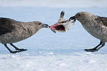 South Polar Skua (Stercorarius maccormicki) pair fighting over Emperor Penguin (Aptenodytes forsteri) chick carcass, Prydz Bay, eastern Antarctica