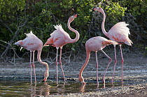 Greater Flamingo (Phoenicopterus ruber) pair in territorial display while two other feed, Galapagos Islands, Ecuador