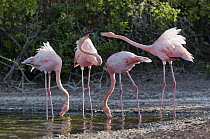 Greater Flamingo (Phoenicopterus ruber) pair in territorial display while two others feed, Galapagos Islands, Ecuador