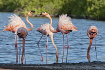 Greater Flamingo (Phoenicopterus ruber) pair in territorial display while three others feed, Galapagos Islands, Ecuador