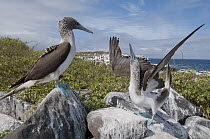 Blue-footed Booby (Sula nebouxii) sky pointing during courtship dance, Galapagos Islands, Ecuador