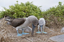 Blue-footed Booby (Sula nebouxii) pair courting using symbolic nest building material, Galapagos Islands, Ecuador. Sequence 1 of 3