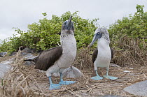 Blue-footed Booby (Sula nebouxii) pair courting using symbolic nest building material, Galapagos Islands, Ecuador. Sequence 2 of 3
