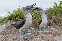 Blue-footed Booby (Sula nebouxii) pair courting using symbolic nest building material, Galapagos Islands, Ecuador. Sequence 3 of 3