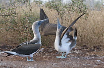 Blue-footed Booby (Sula nebouxii) sky pointing during courtship dance, Galapagos Islands, Ecuador. Sequence 1 of 3