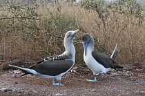 Blue-footed Booby (Sula nebouxii) pair in courtship dance, Galapagos Islands, Ecuador. Sequence 2 of 3