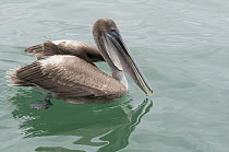Brown Pelican (Pelecanus occidentalis) juvenile, Galapagos Islands, Ecuador