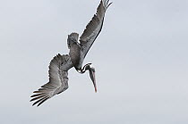 Brown Pelican (Pelecanus occidentalis) plunge diving, Galapagos Islands, Ecuador