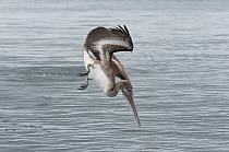 Brown Pelican (Pelecanus occidentalis) juvenile plunge diving, Galapagos Islands, Ecuador