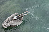 Brown Pelican (Pelecanus occidentalis) feeding on fish, Galapagos Islands, Ecuador