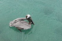 Brown Pelican (Pelecanus occidentalis) fishing, Galapagos Islands, Ecuador