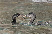 Flightless Cormorant (Phalacrocorax harrisi) male giving nesting material gift to female, Galapagos Islands, Ecuador