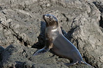 Galapagos Fur Seal (Arctocephalus galapagoensis) sub-adult, Galapagos Islands, Ecuador