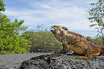 Galapagos Land Iguana (Conolophus subcristatus) basking, Galapagos Islands, Ecuador