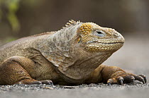 Galapagos Land Iguana (Conolophus subcristatus), Galapagos Islands, Ecuador