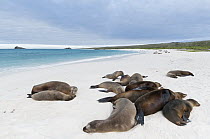 Galapagos Sea Lion (Zalophus wollebaeki) group resting on beach, Galapagos Islands, Ecuador