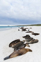 Galapagos Sea Lion (Zalophus wollebaeki) group resting on beach, Galapagos Islands, Ecuador