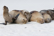 Galapagos Sea Lion (Zalophus wollebaeki) females and pup resting on beach, Galapagos Islands, Ecuador
