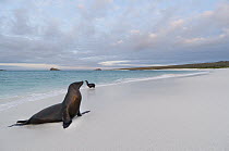 Galapagos Sea Lion (Zalophus wollebaeki) basking on beach, Galapagos Islands, Ecuador